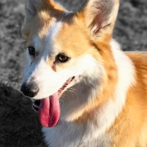 Pepita
